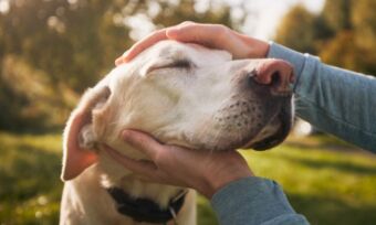 Pet insurance with routine care
