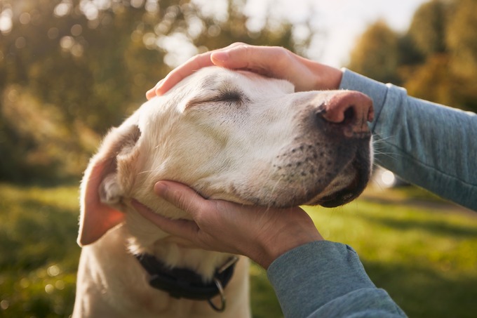 Pet Insurance with Routine Care