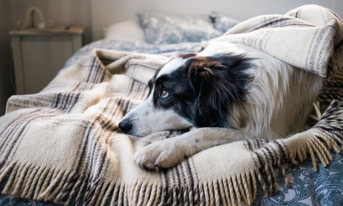 Pet costs climb as insurance premiums and vet bills bite harder