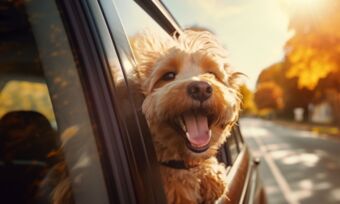 How much does pet insurance cost?