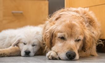 Pet insurance for older dogs and cats