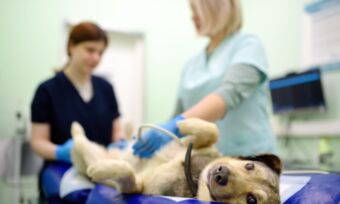 Pet insurance for pre-existing conditions