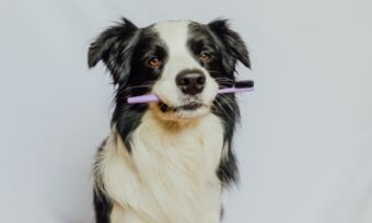 Which pet insurance covers dental treatment?
