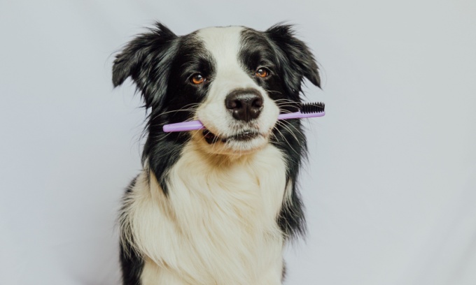Pet insurance that covers dental