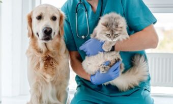 Pet insurance waiting periods explained