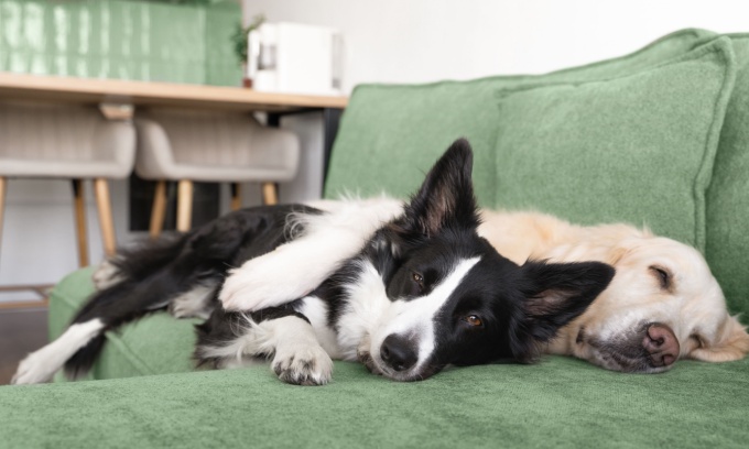 Top 10 dog breeds Australia