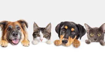 Vet Prices: What's the cost of veterinary treatment?