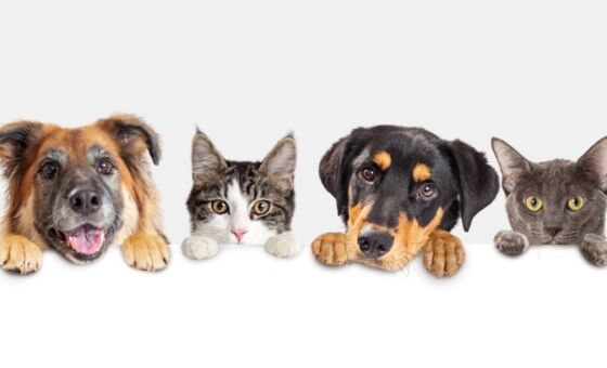 Vet Prices: What's the cost of veterinary treatment?