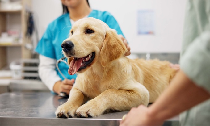 What are the different types of pet insurance?