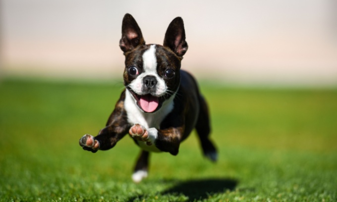 What dog breed should I get