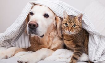 What is a pet insurance deductible?