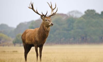 A stag stands in a field looking off into the distance.