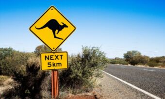 What to do if you hit a kangaroo while driving