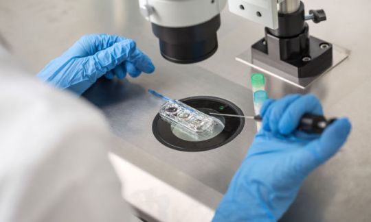 A technician does a control check of the IVF process using a microscope