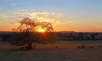 The 10 best affordable suburbs in Regional NSW 2023