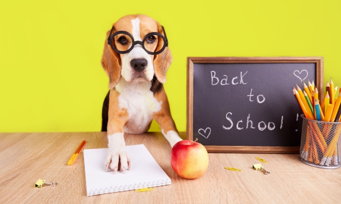 how much is puppy school