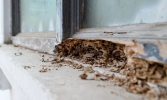How much does termite treatment cost in 2025?