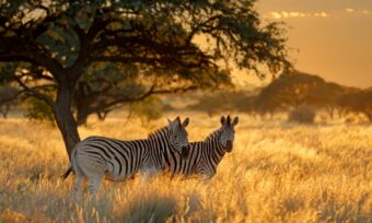 Travel Insurance For South Africa