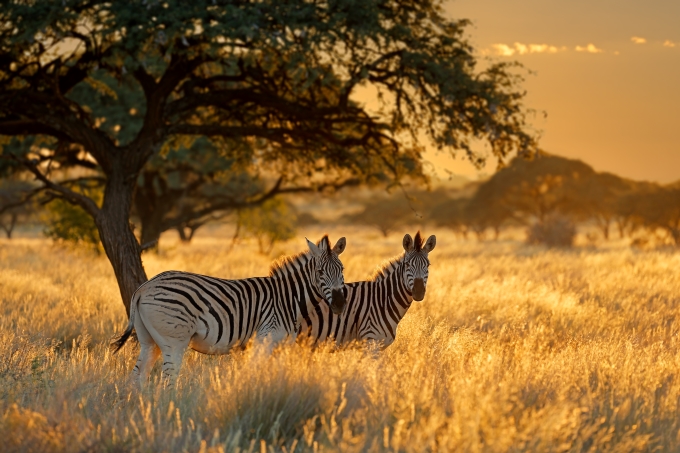 Travel Insurance For South Africa